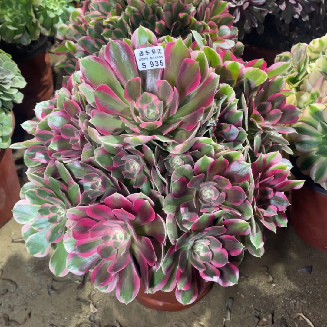 935妖月多肉法师断枝不包