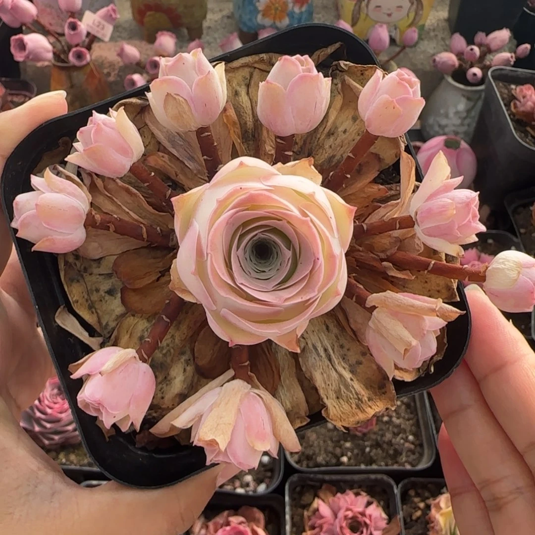 L88半城玫瑰小仙女