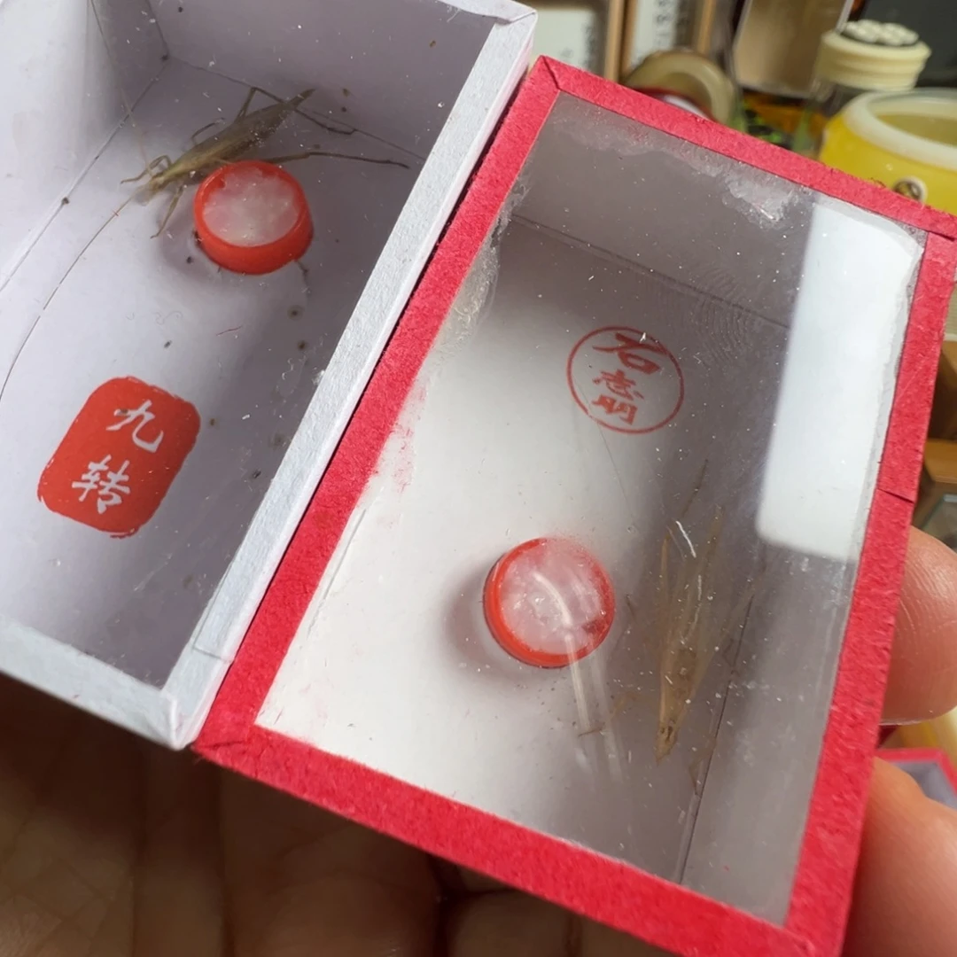 海***强蟋蟀一只九转一只石杂青