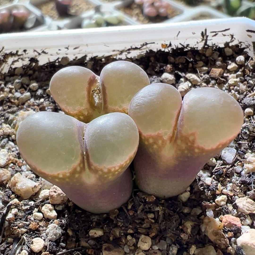 紫体粉透窗 福利 04