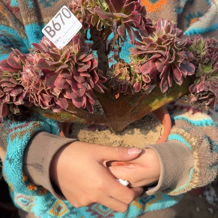 美杜莎法师锦缀化有伤不包损670