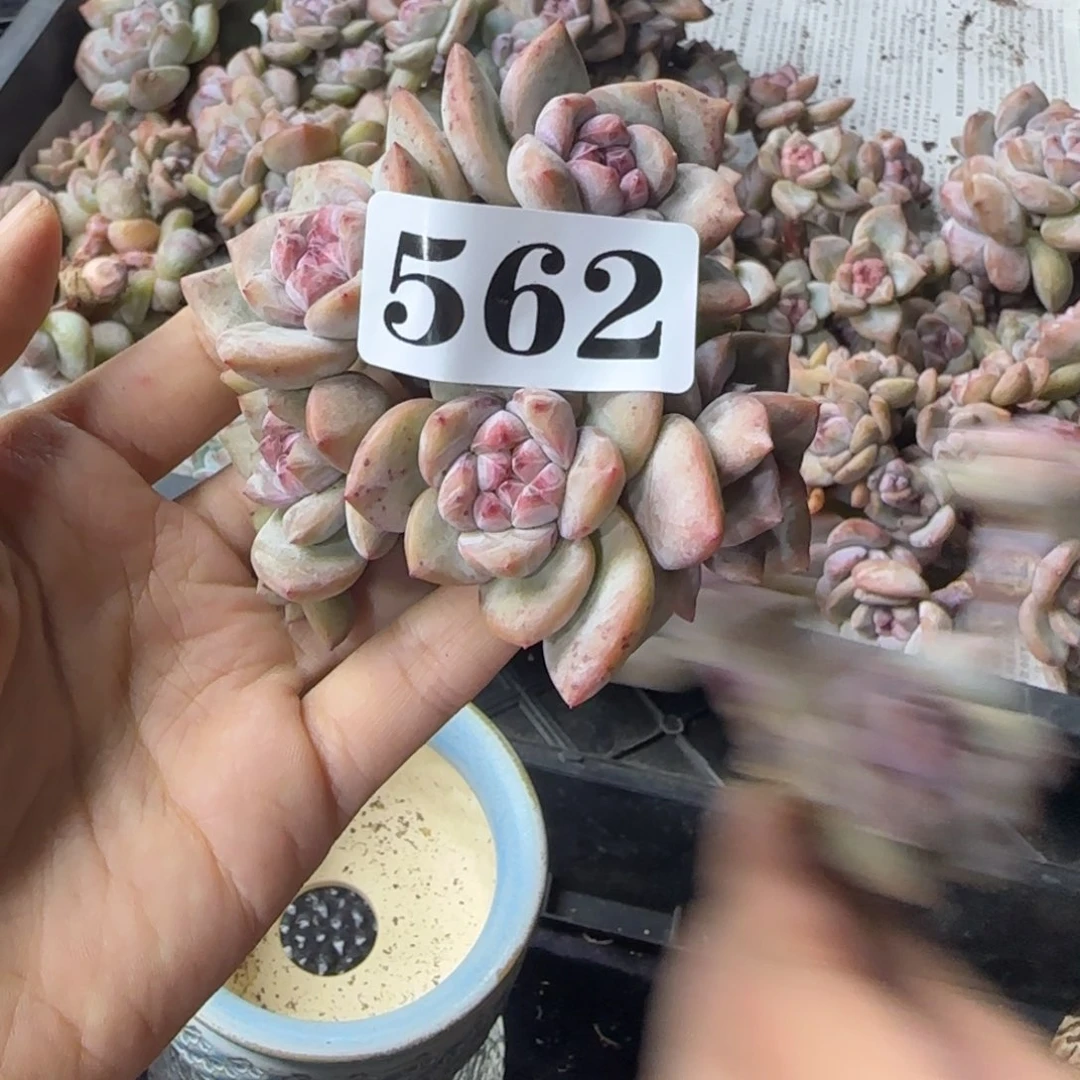 星影6头无根一物一拍562