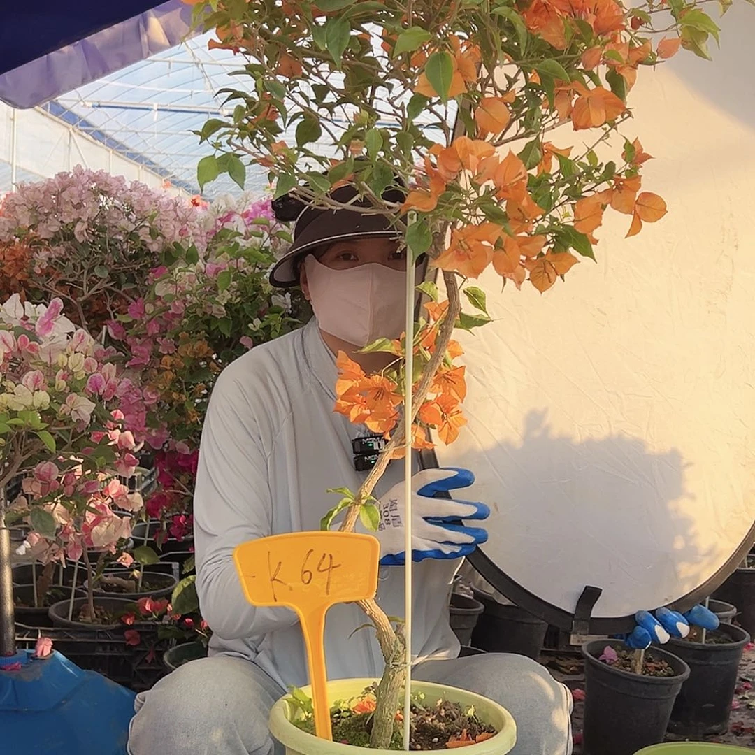 ****朵大部分花苞少量开放K64橙桑巴