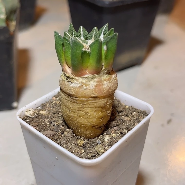 无花朵实生黑牡丹一物一拍