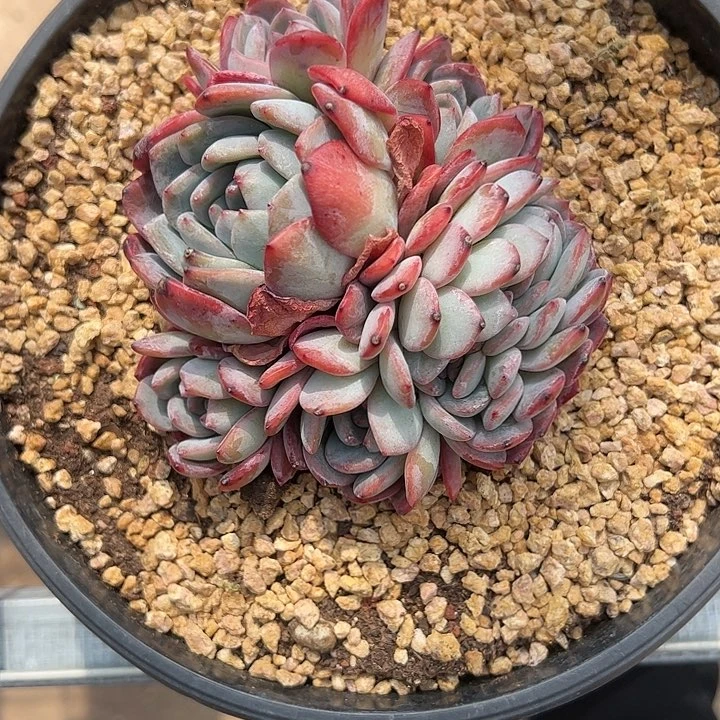 【闪购商品】全明星缀