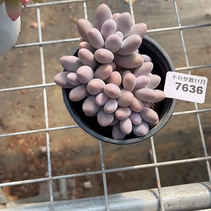 阿雅园艺。         7636汤圆