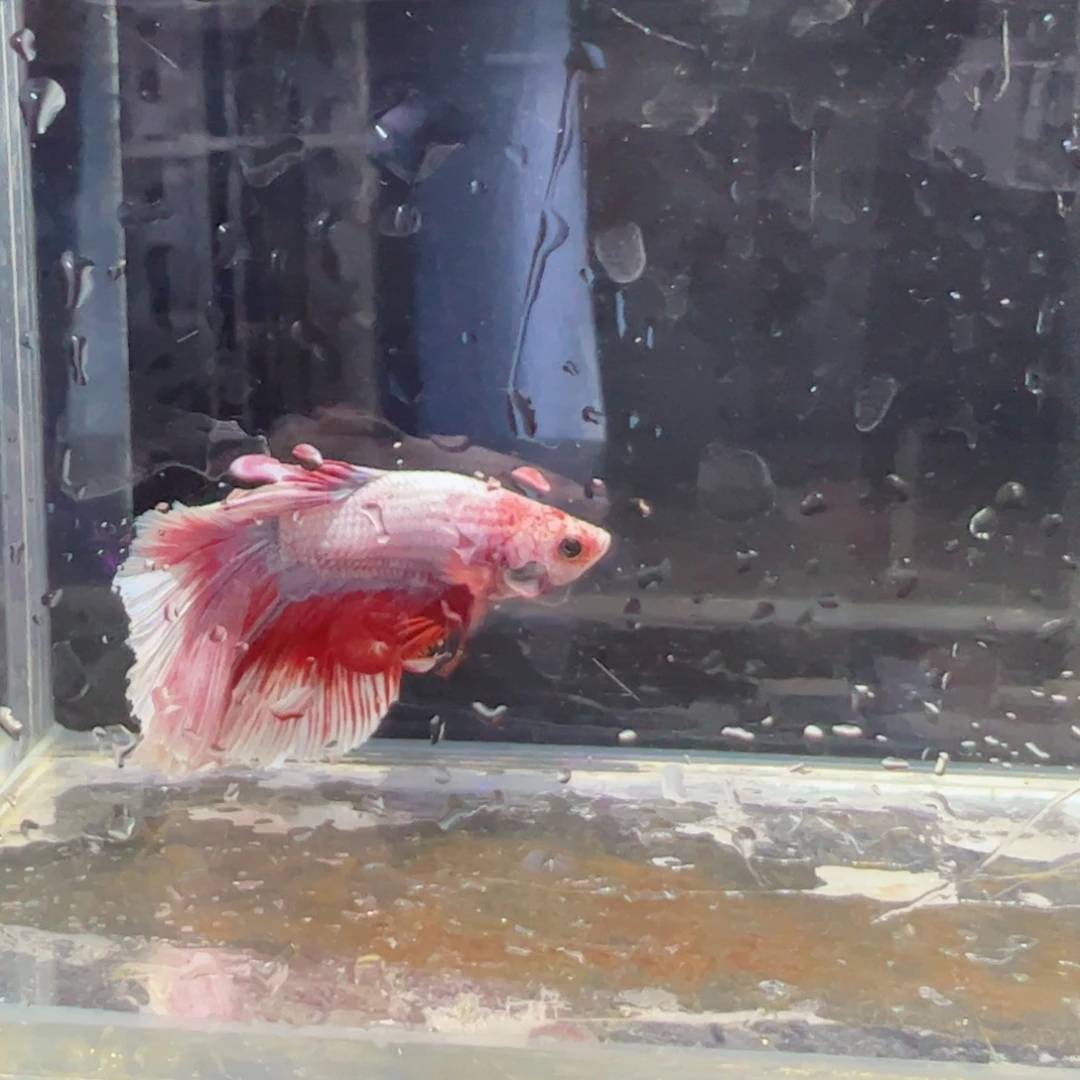 斗鱼浅色特殊尾hhhh