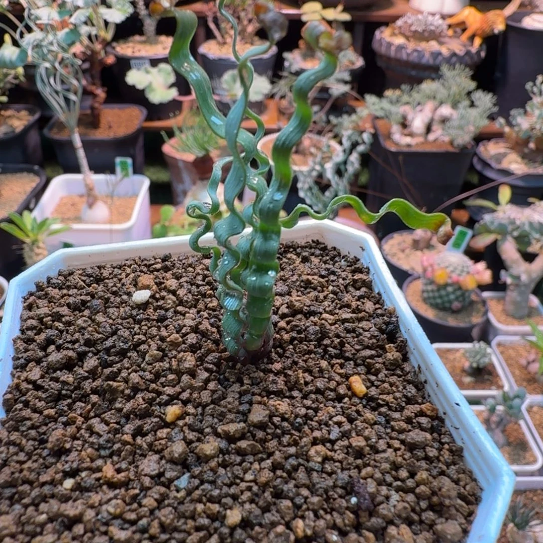 海带弹簧草258 仙人球