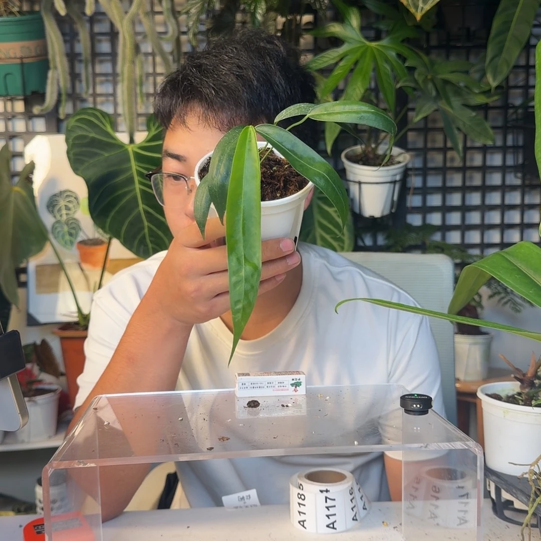 完全开放温蒂领带A115