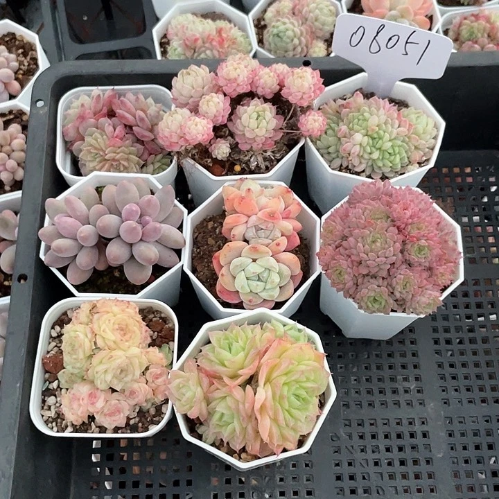 薇薇安园艺多肉08051
