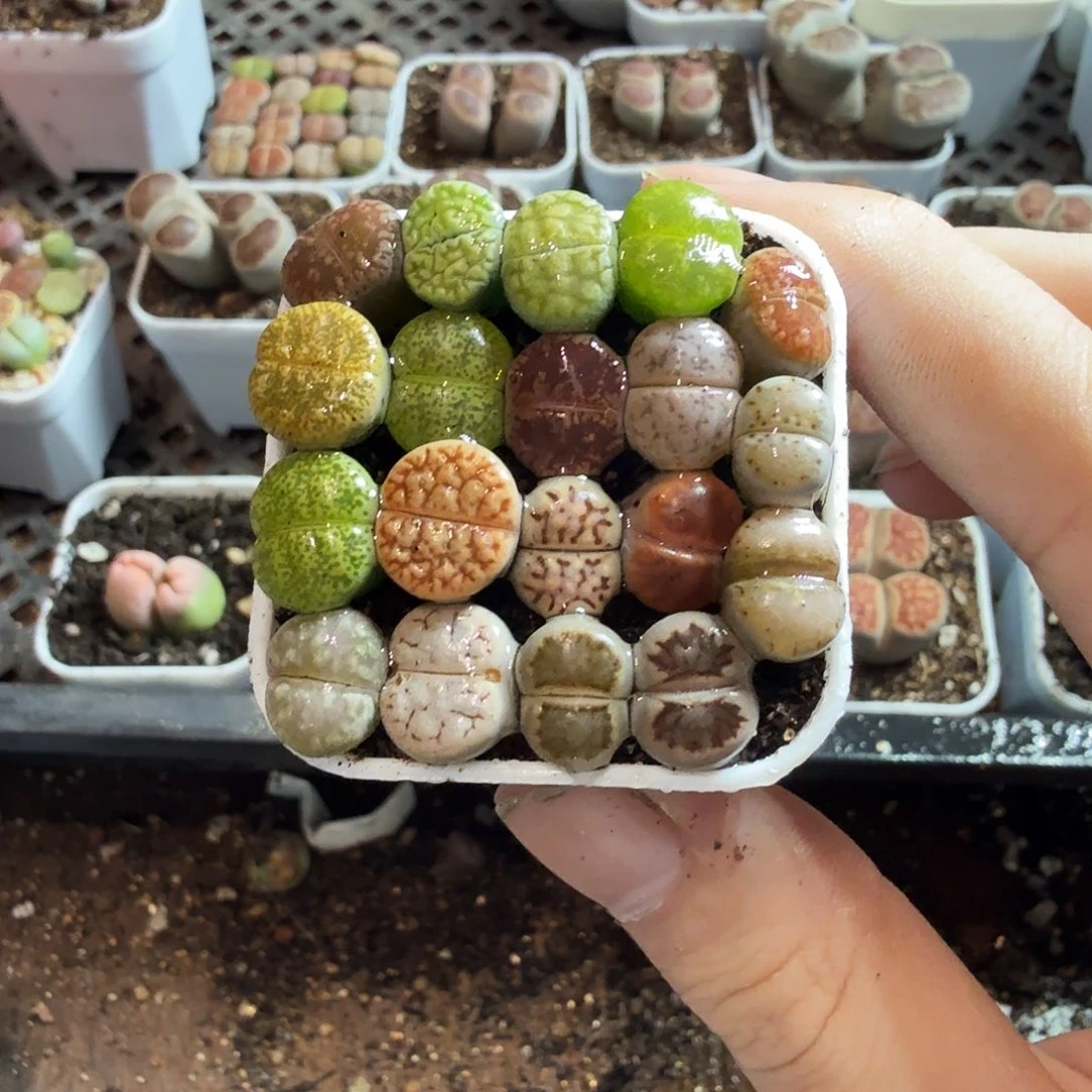 幸***_多肉葡萄的味道真的是65
