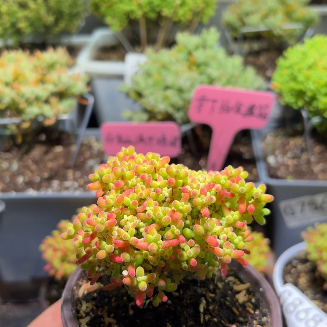 枝干番杏密橘糖球G878