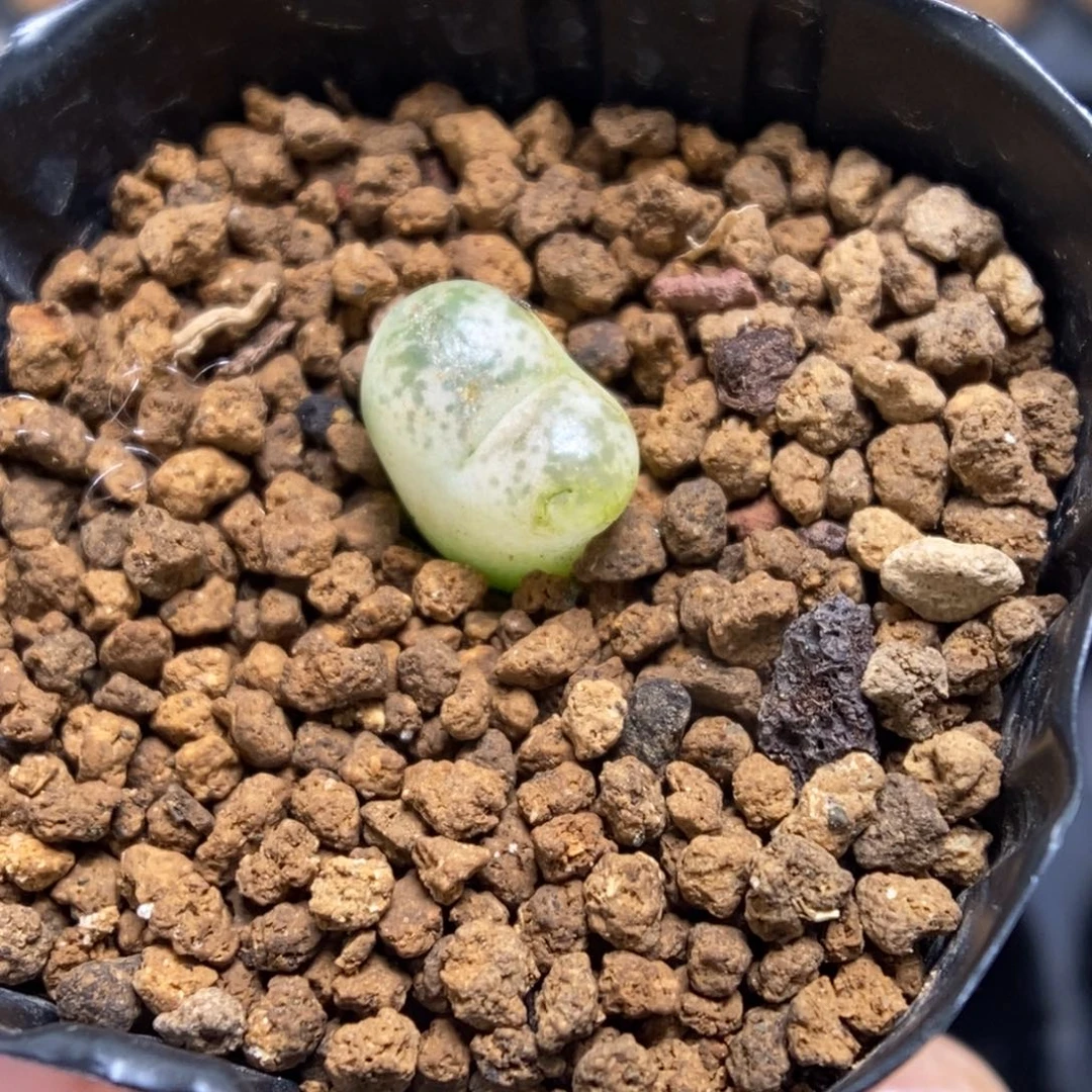 多肉植物肉锥杂交K-317 风铃杂 全锦