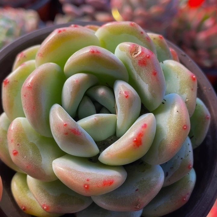 短肥圆10颗会有重复9到10厘米