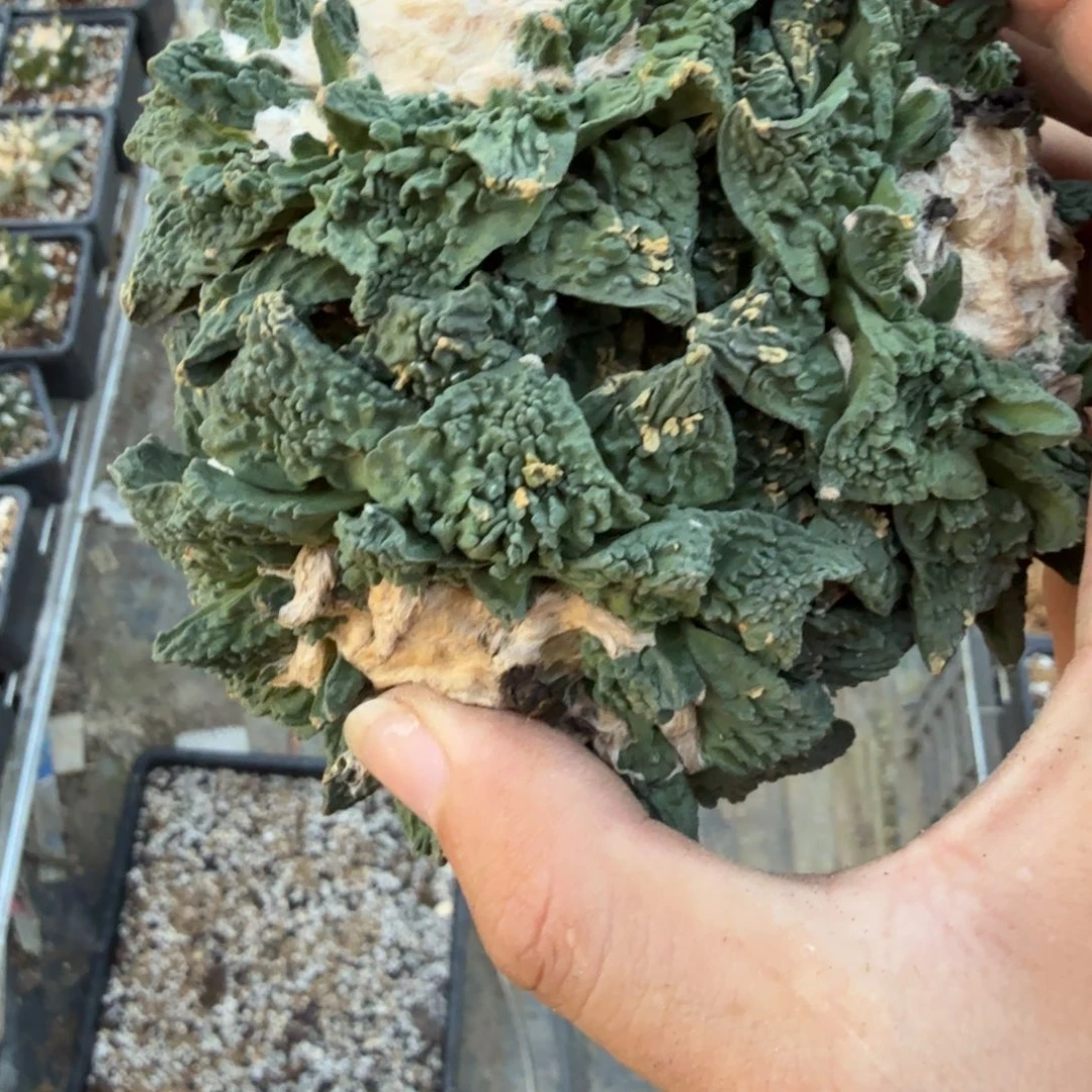 米***多仙人球开花一个福利品有跟