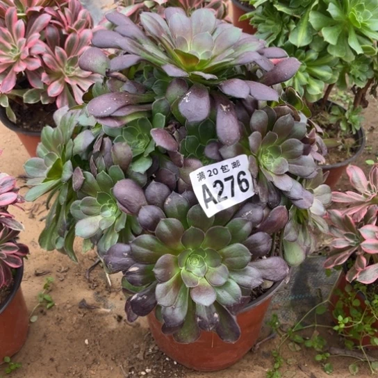 276荷兰玫瑰不包断枝