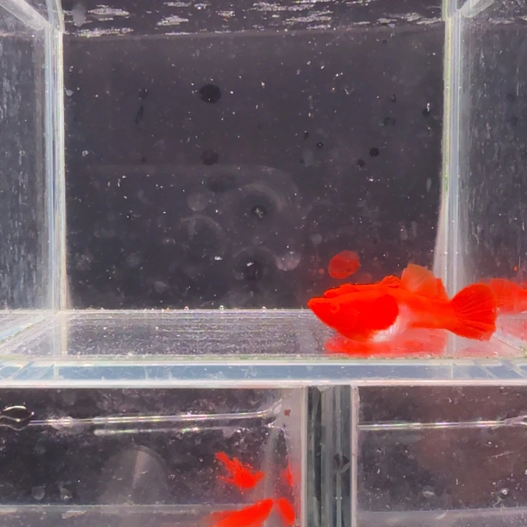 孔雀鱼鸿运当头双份水1对