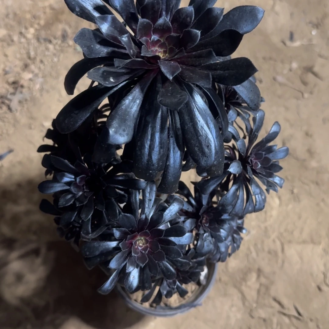 A***光102号魔法师不包损