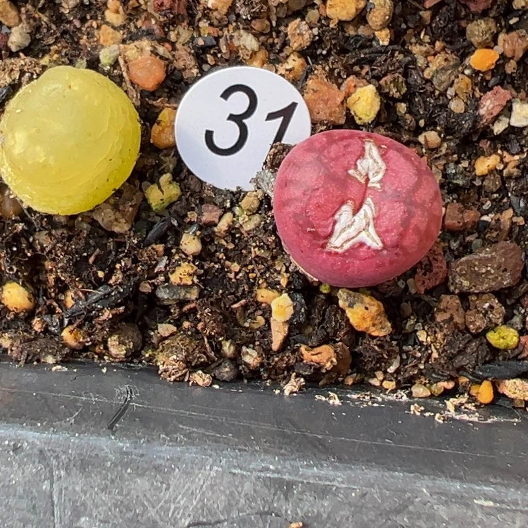 凯***呢多肉植物111111111111111