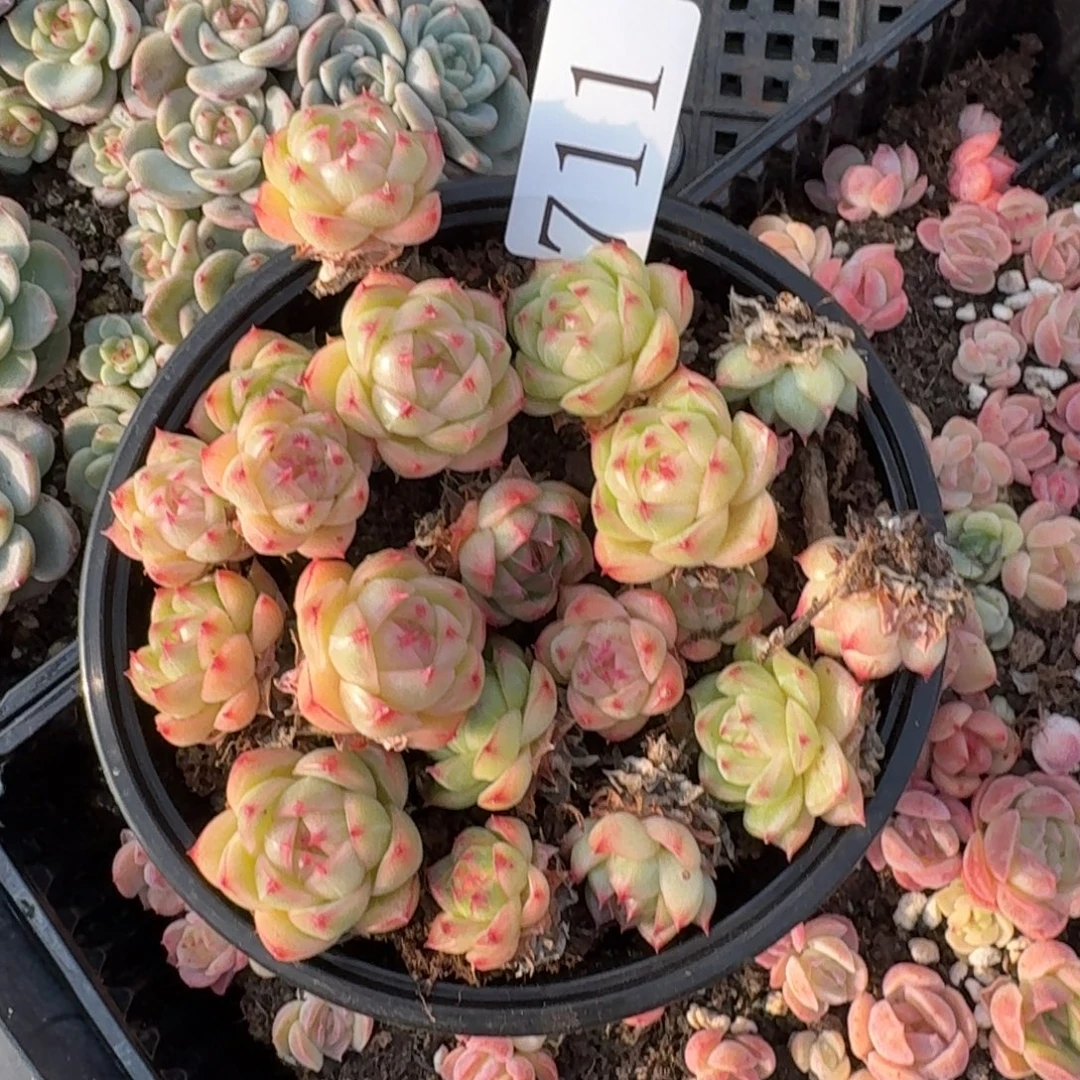 多肉植物多肉植物711