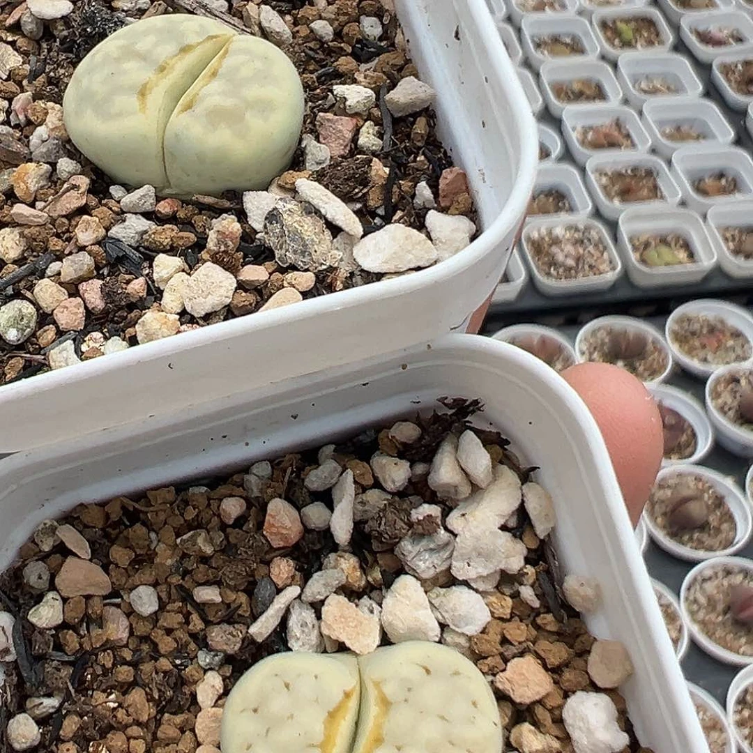 深***色63多肉植物百科知识