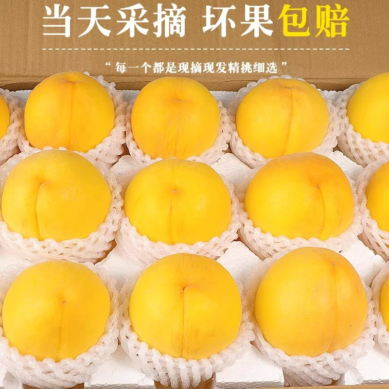 【坏果包赔】山东蒙阴黄桃黄应季新鲜甜脆黄毛桃临沂软桃正宗大果