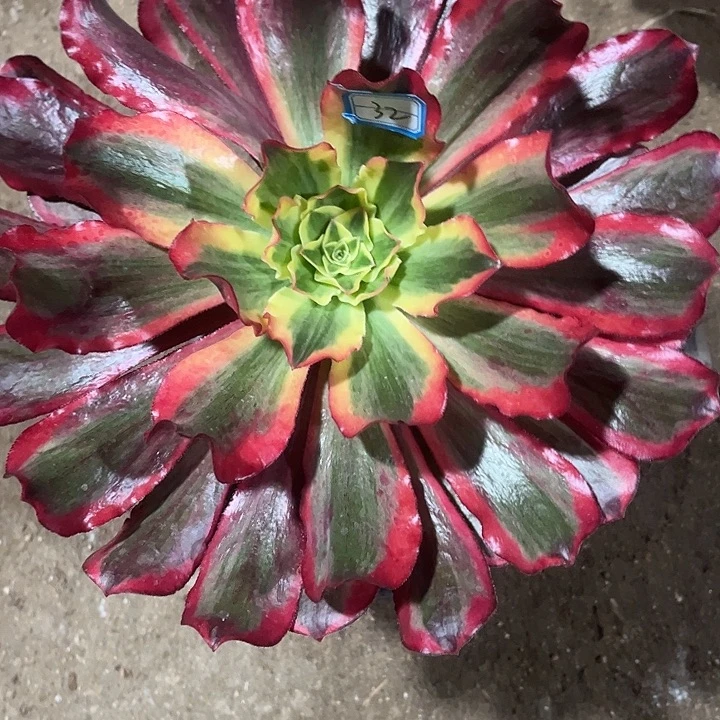 今***逅32魅影法师单头多肉