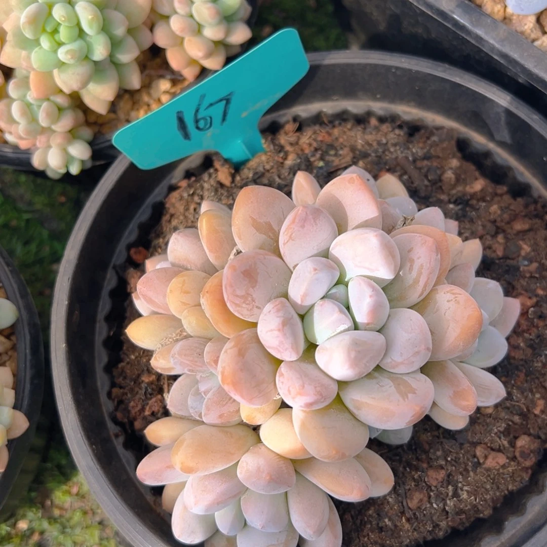 香玉的故事是一个人的故事吗