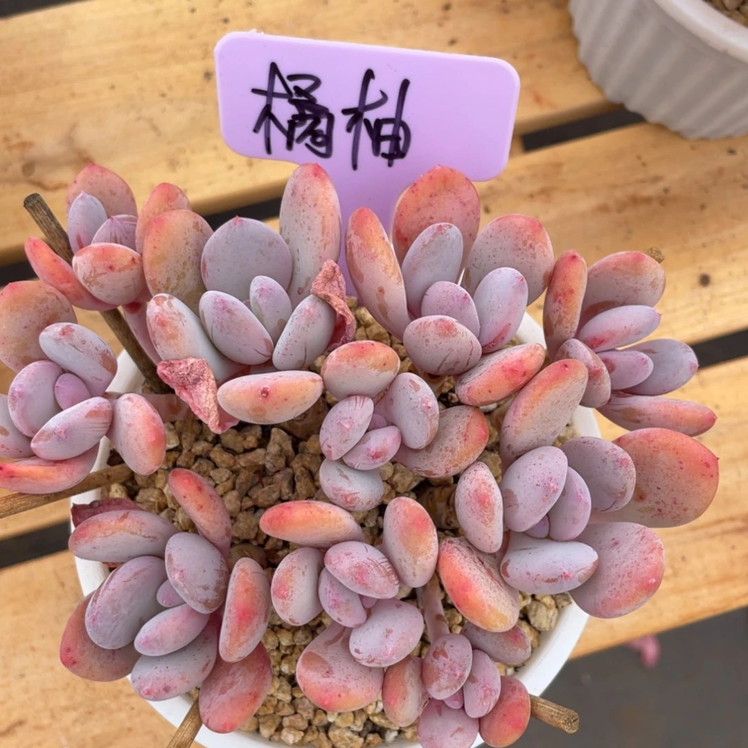 橘***水姐姐说要不就是一