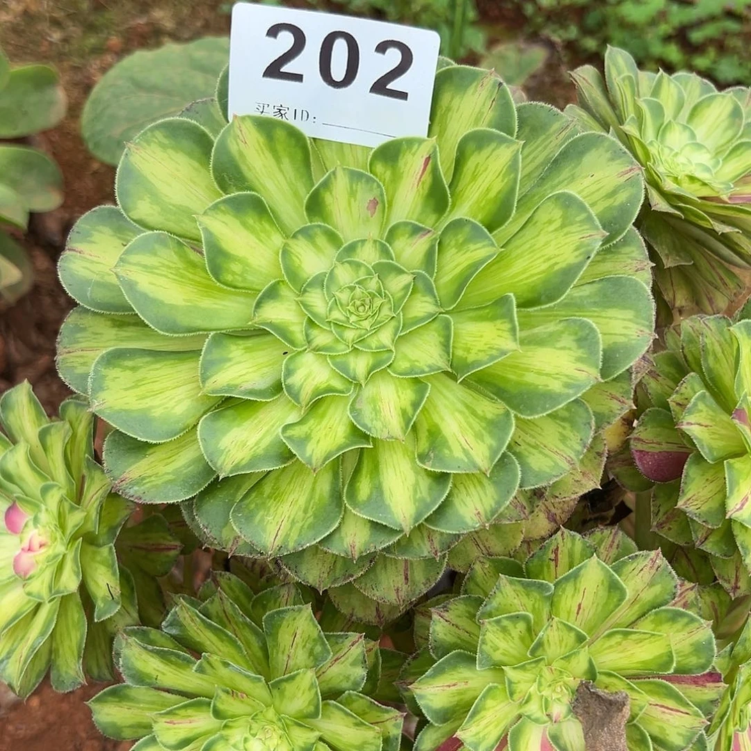 精品多肉植物202砍头15个起