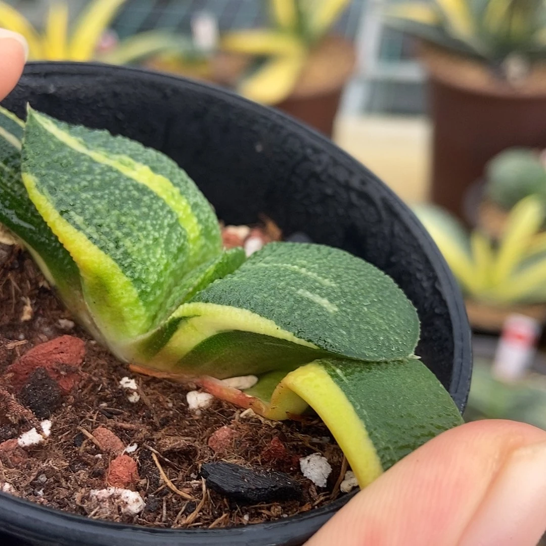 555卧牛实生锦带盆发货