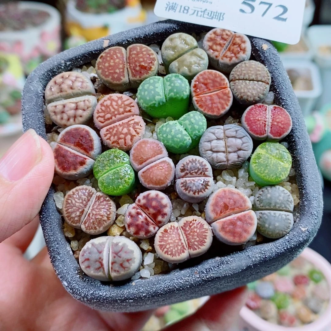 生石花花花花开572号