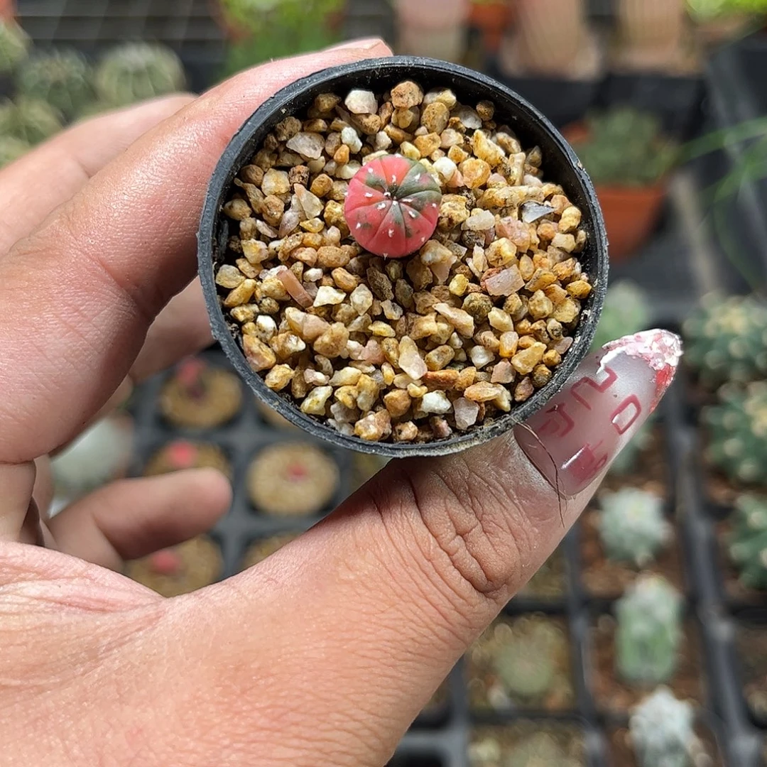 就这个死样子单头发货