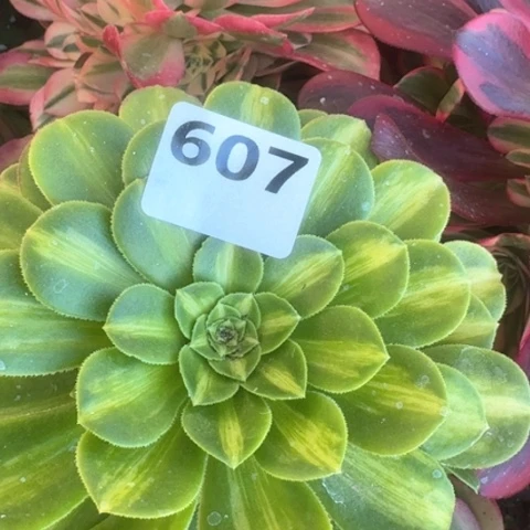 诶****姐法师4颗19-14