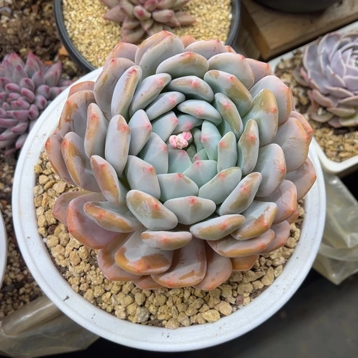 香橙 老桩 夏鸣园艺