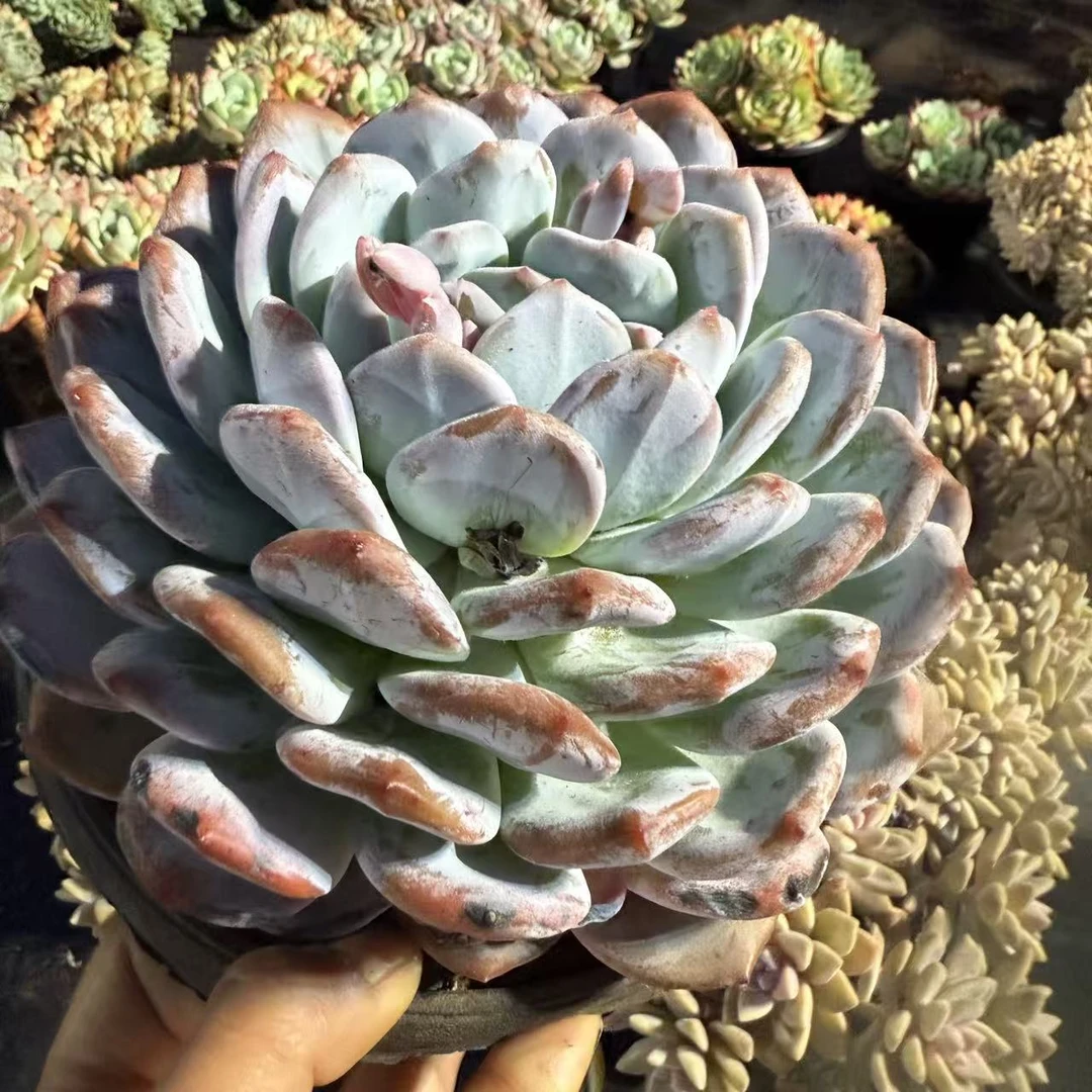 云漫多肉  韩橙 单头 15-18cm 多肉植物