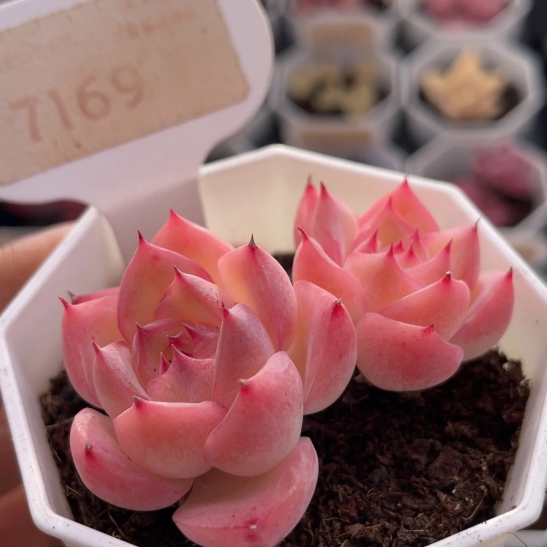 水晶玫瑰7169-5.5厘米