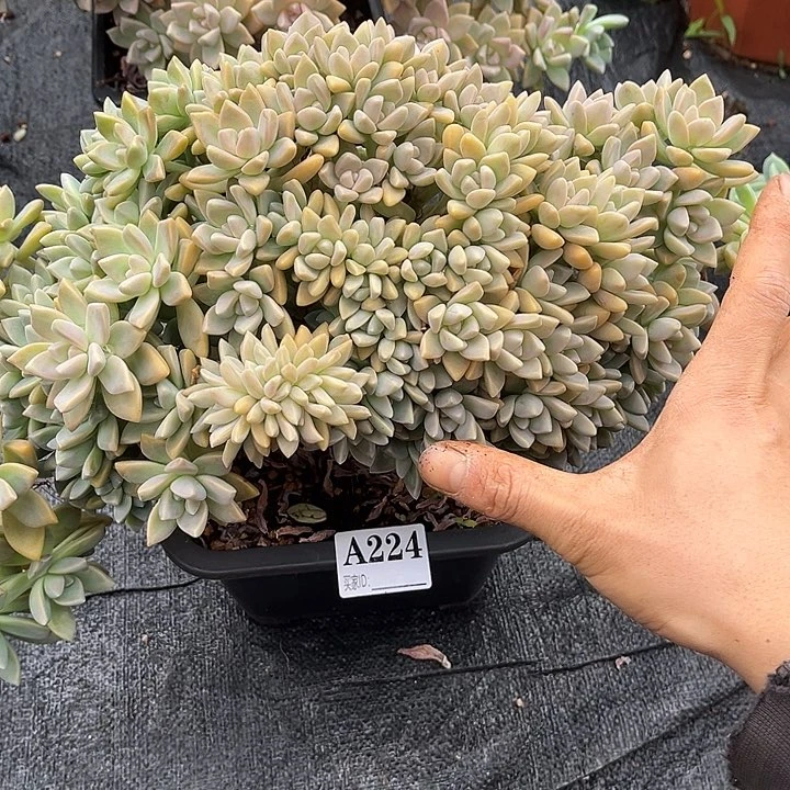 ꧁****淡雪缀A224多肉植物处理