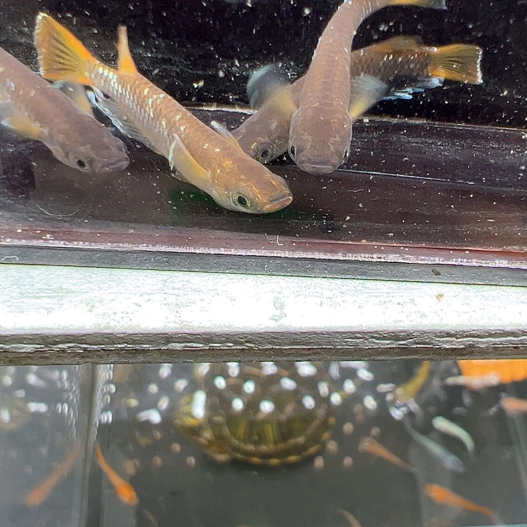 青鳉巧克力橙一物一拍
