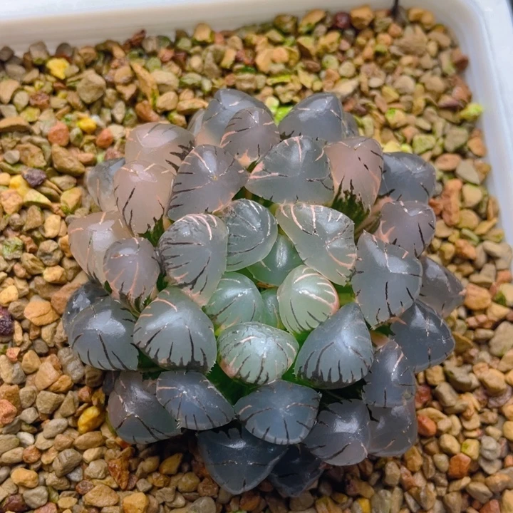 OB1冰灯玉露锦十二卷
