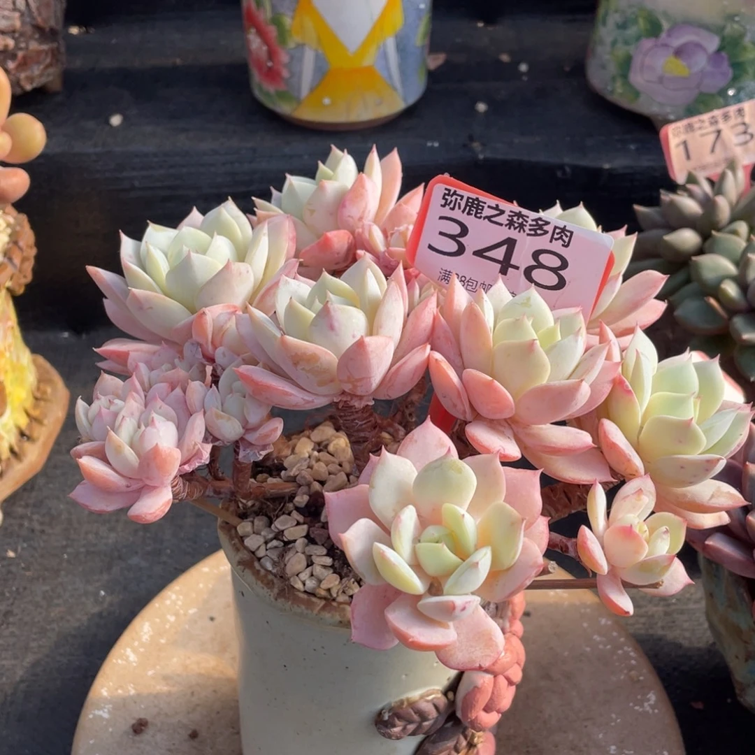 弥鹿之森多肉0348