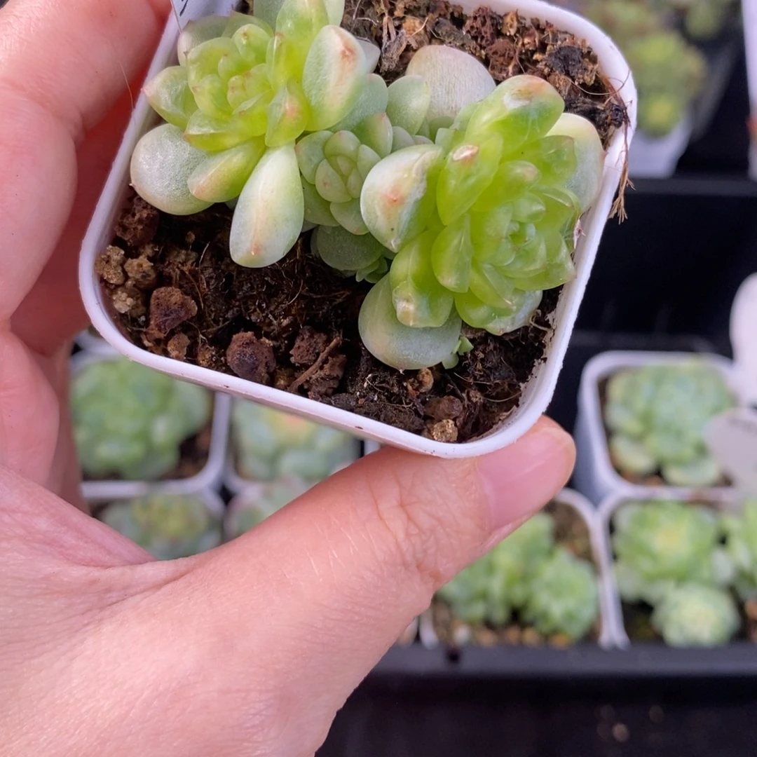 纸鸢五头群116号一颗