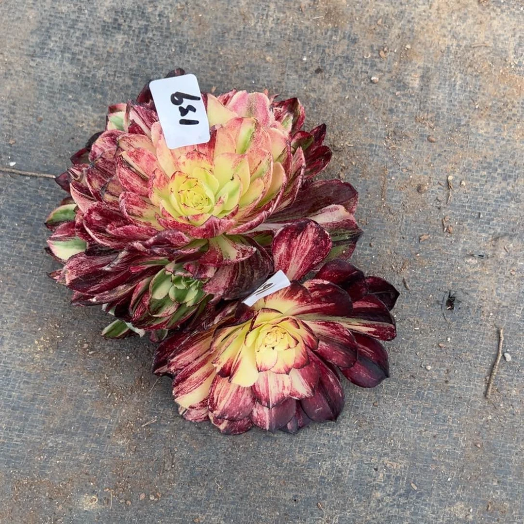 159160伯爵无根多肉多肉多肉