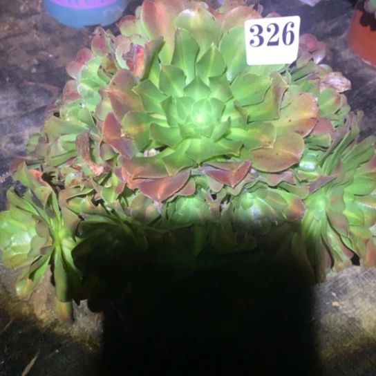 多肉植物女巫中班36