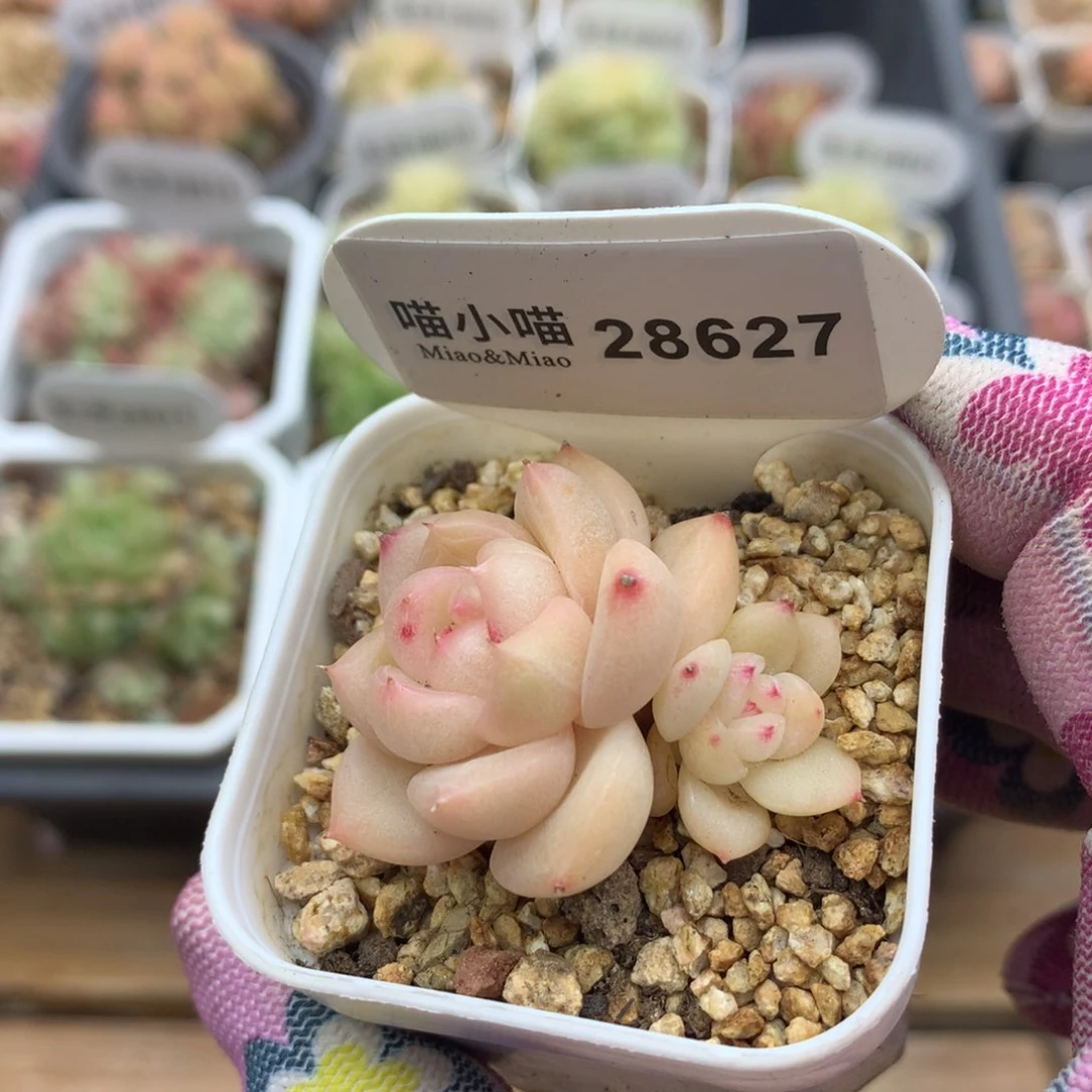 多肉植物糖心珍妮