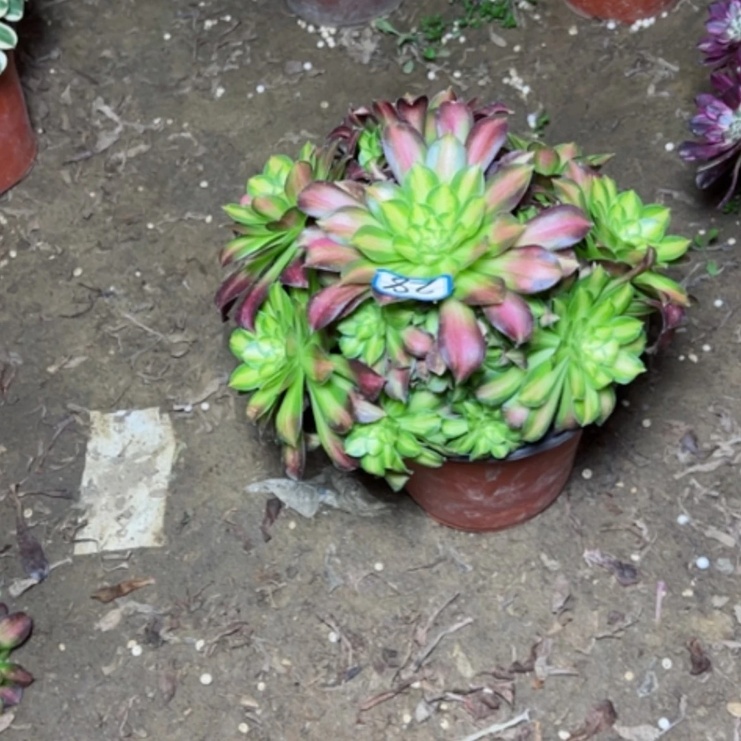 【闪购商品】1**0多肉植物绍华28