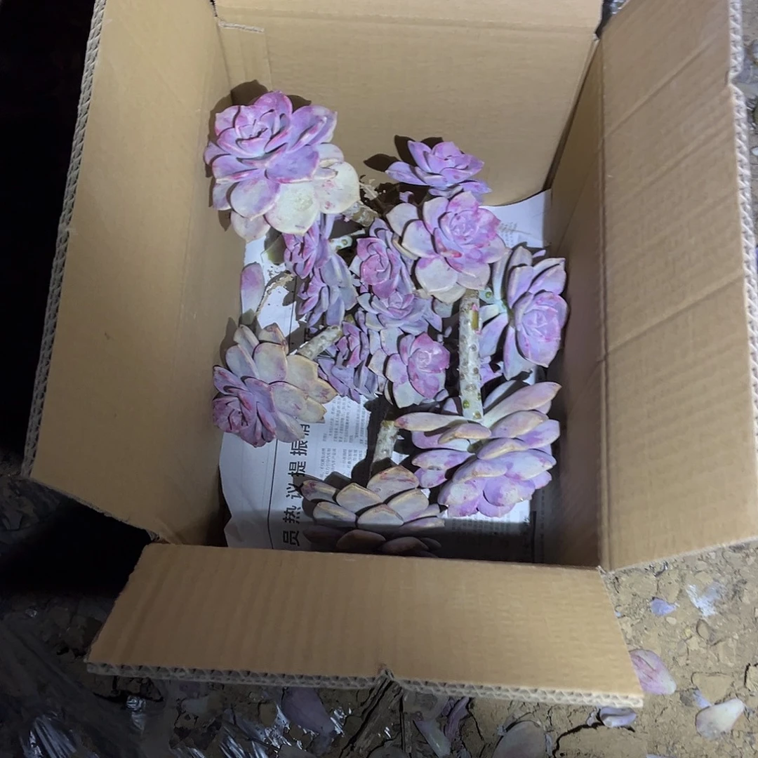 翔***栩61号紫乐断枝断头不售后