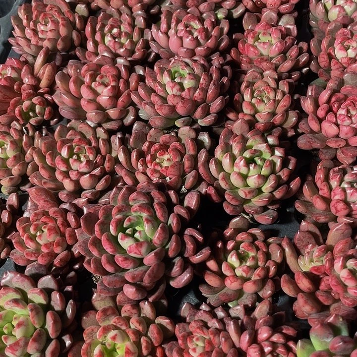 小红宝石1元带土发