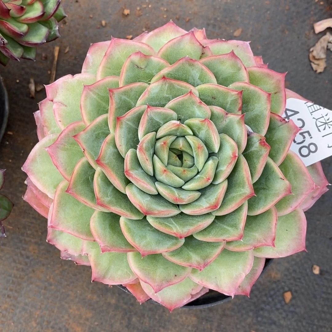 연***挂杂交精品多肉4258~13厘米