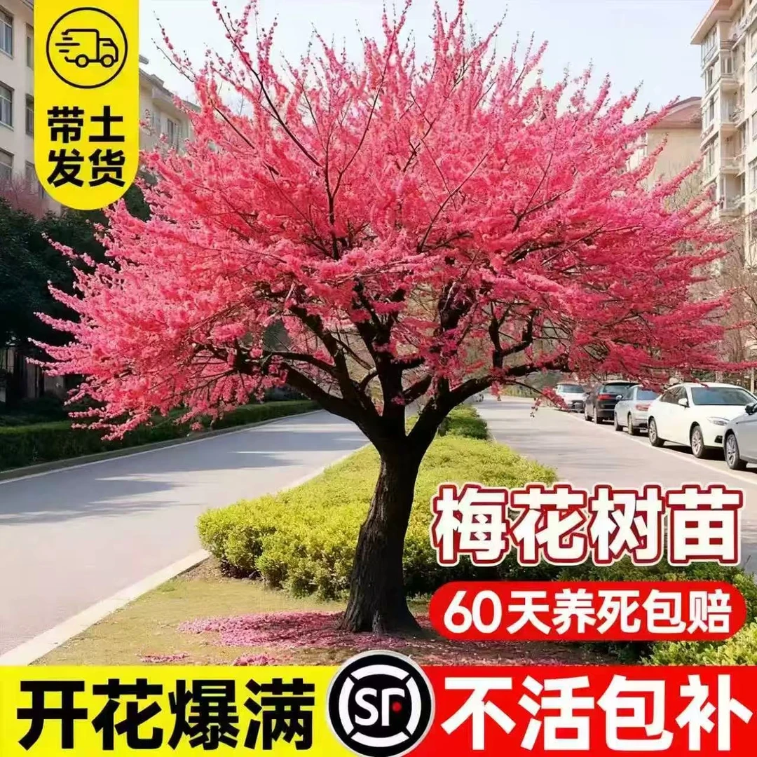 梅花树苗庭院盆栽室外耐寒冬梅红梅腊梅地栽盆景四季花卉植物种植